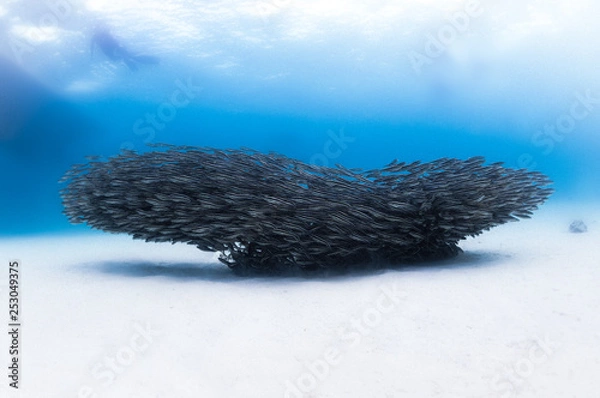 Obraz catfish