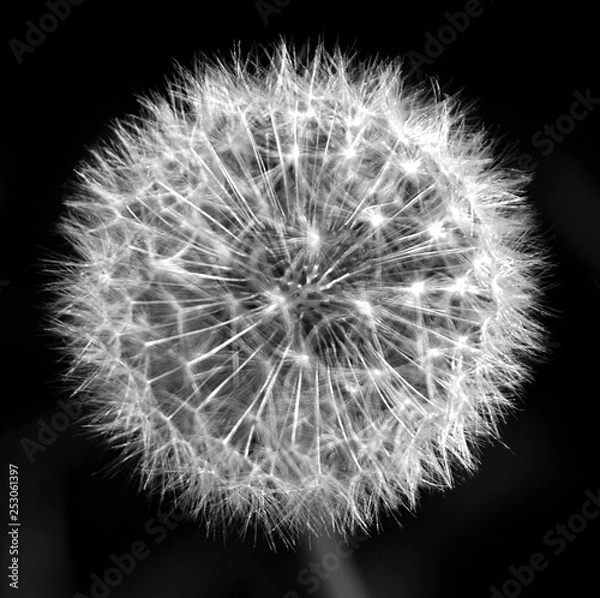 Obraz dandelion isolated on black background