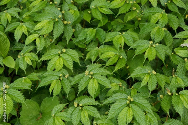 Obraz ウワバミソウ