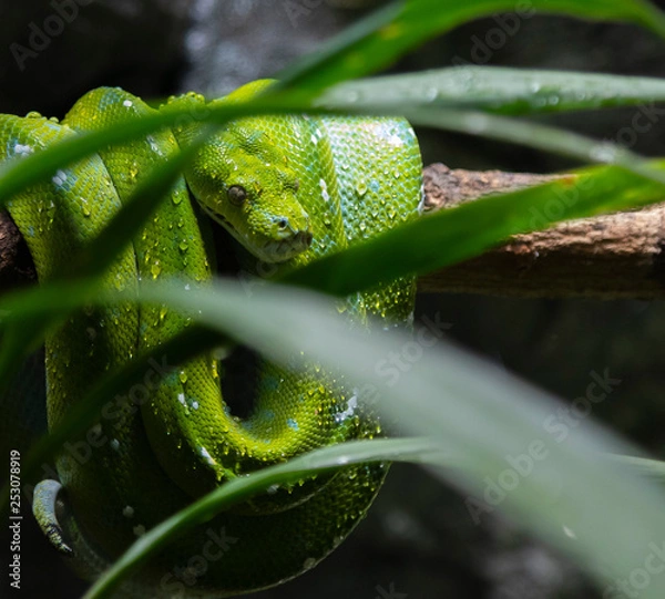 Obraz Green Tree Snake 