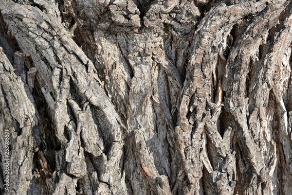 Obraz Tree bark illuminated by the sun texture background close up