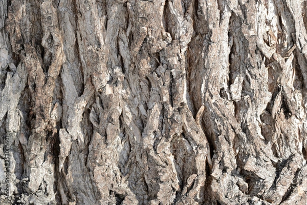 Obraz Tree bark illuminated by the sun texture background close up