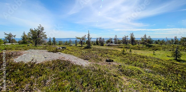 Obraz Summer panorama view at Riisitunturi, a fell and a national park in Kuusamo, Finland.  Peaceful evergreen trees in the clean and green nature landscape of Finnish Lapland.