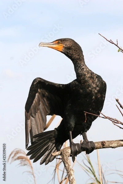 Obraz Cormorant Directions