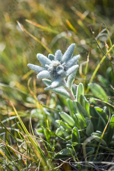 Obraz Edelweiss in nature