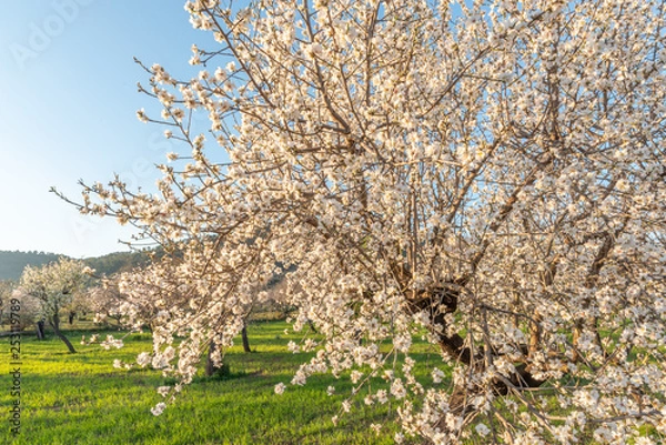 Obraz Mandelbluete Mallorca 2019