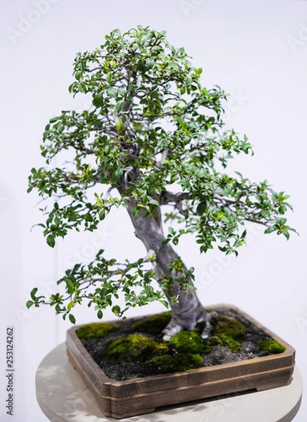 Fototapeta Small bonsai tree in a pot