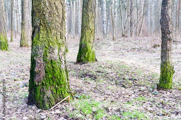 Obraz First Greens after Winter