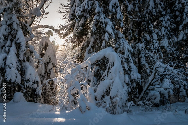 Obraz Dawn in a Snowy Forest