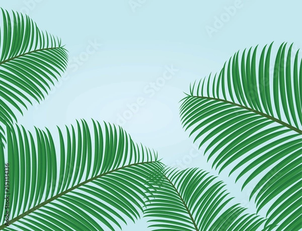 Fototapeta Palm leafs background. vector illustration