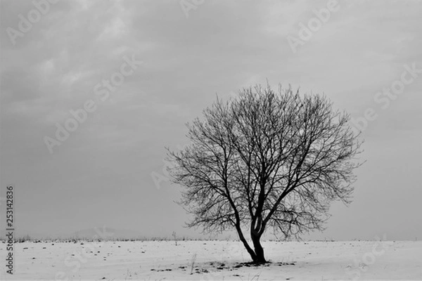 Fototapeta  tree in a snowy field