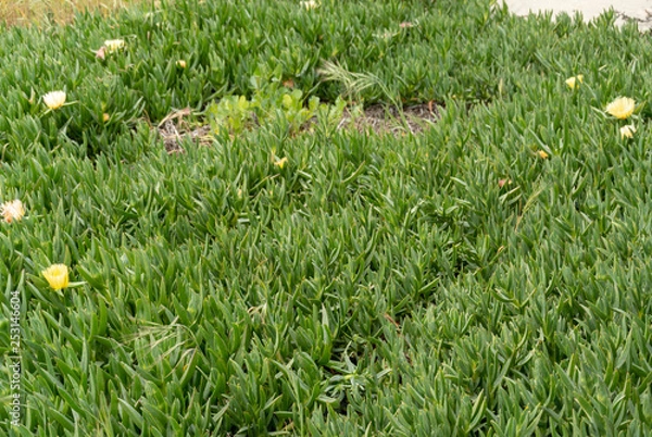 Obraz Arroyo Grande Nature