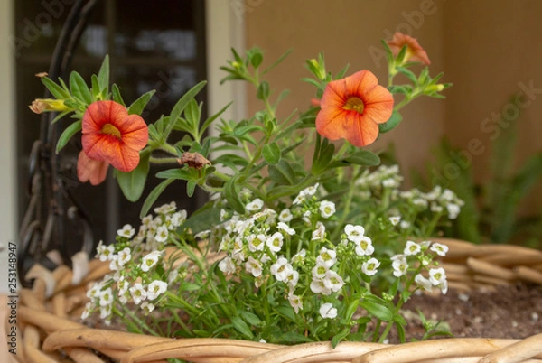 Obraz Backyard Flowers