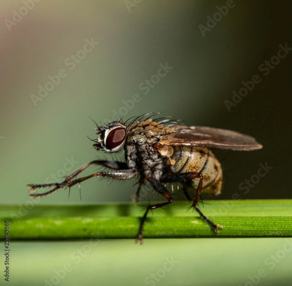 Fototapeta Fly