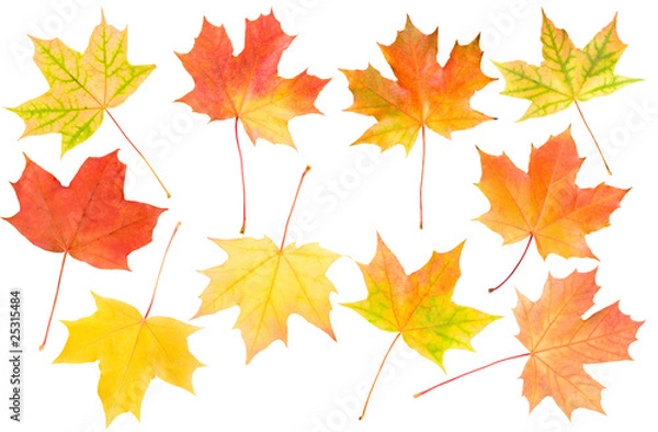 Obraz autumn maple leaves set