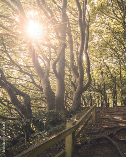 Obraz Sonnenschein im Wald
