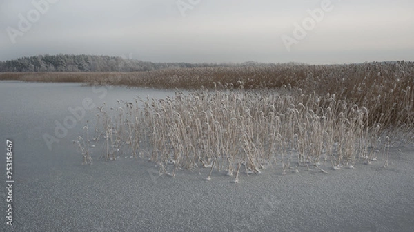Fototapeta Reed on the frozen Śmiała Wisła, a mouth of the River Vistuala, Poland.
