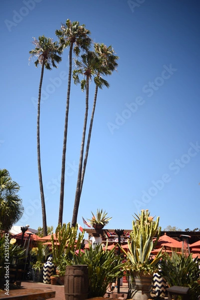 Fototapeta San Diego palm trees