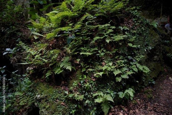 Fototapeta Things you see in Puerto Rico