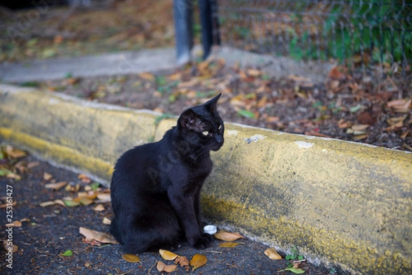 Fototapeta Things you see in Puerto Rico