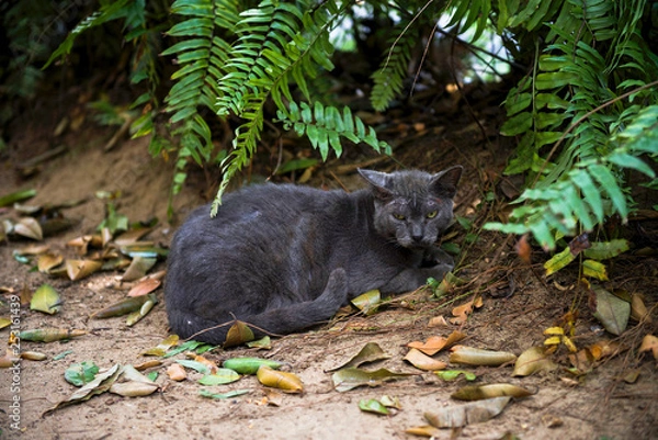 Fototapeta Things you see in Puerto Rico