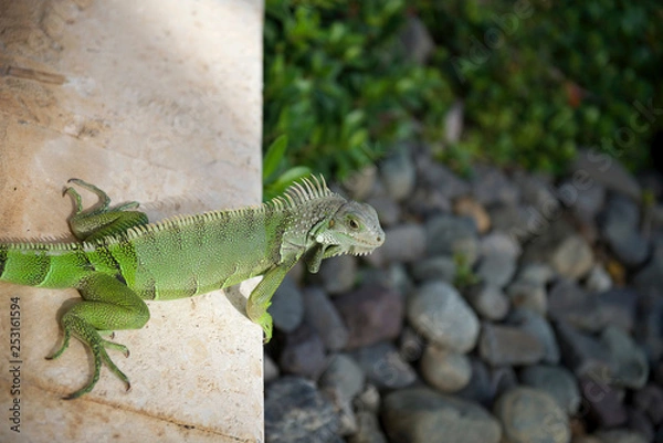 Obraz Things you see in Puerto Rico