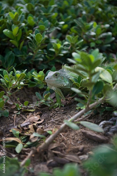 Fototapeta Things you see in Puerto Rico