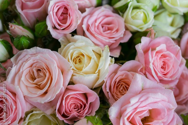 Fototapeta Background of roses. Pink, White and Yellow Roses