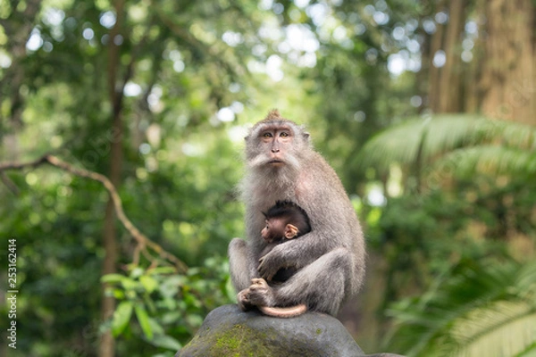 Obraz Monkey mother is sitting on a rock in the Ubud forest hugging her kid.