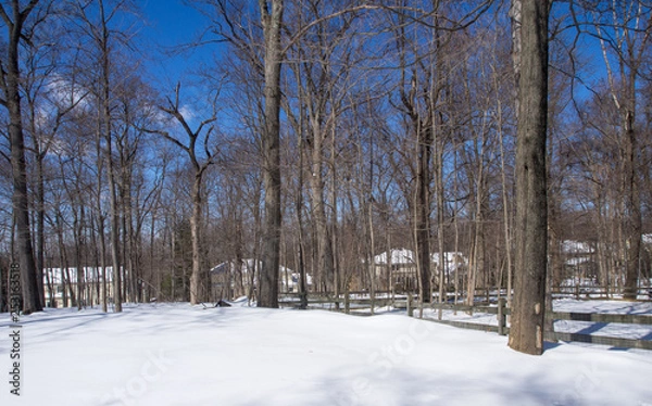 Fototapeta In the backyard the day after the snowfall