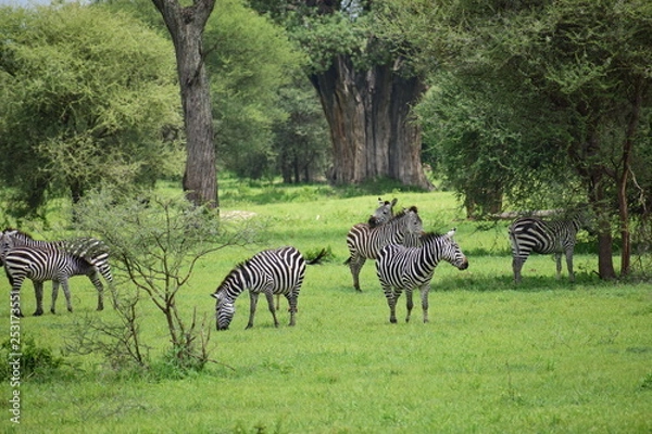 Obraz シマウマの群れ