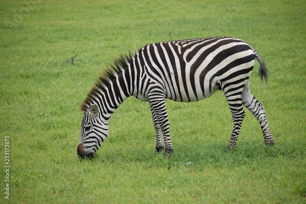 Obraz 野生のシマウマ