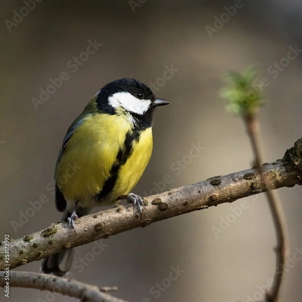 Fototapeta Kohlmeise