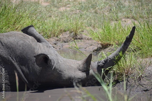 Obraz 野生のサイ