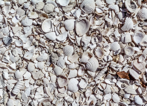 Fototapeta Collection of Seashells Textured Image