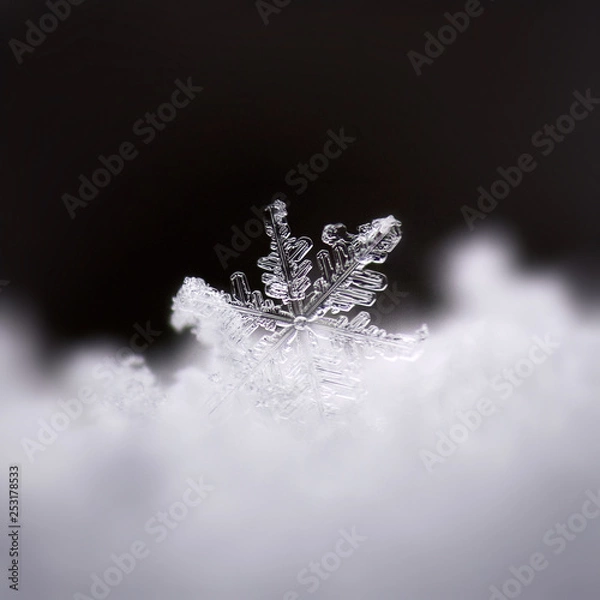Fototapeta extreme close up of a transparent snowflake in winter cold