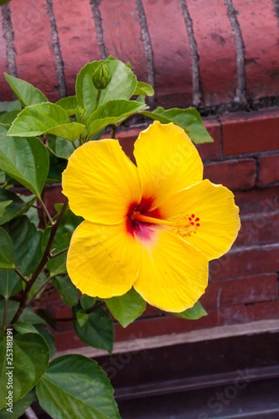 Obraz Yellow Hibiscus