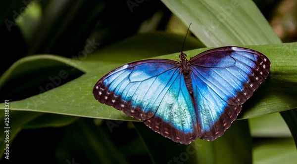 Fototapeta Blue Morpho