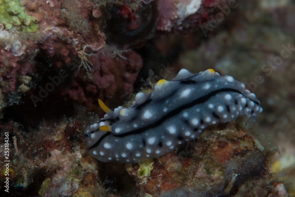 Obraz Phyllidia elegans Nudibranch