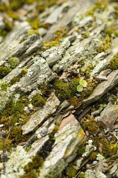 Obraz Pierre végétale 