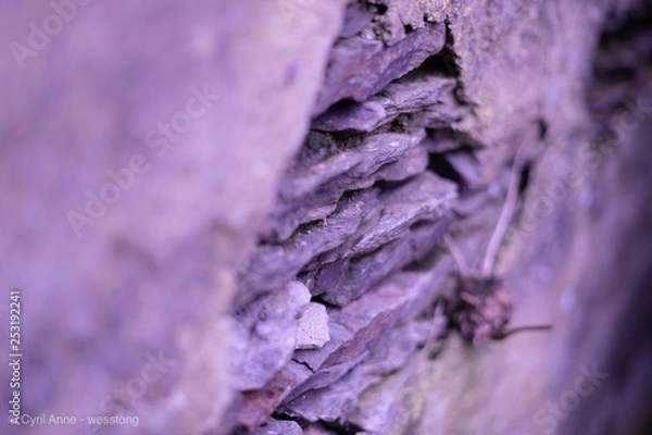 Obraz Pierre violette