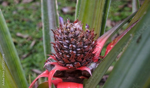 Obraz Amazing Pineapple flowering