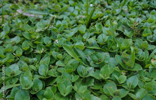 Obraz Forest green carpet