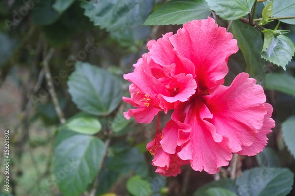 Obraz Amazing hibiscus flower