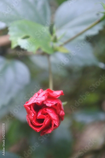 Obraz Amazing hibiscus flower