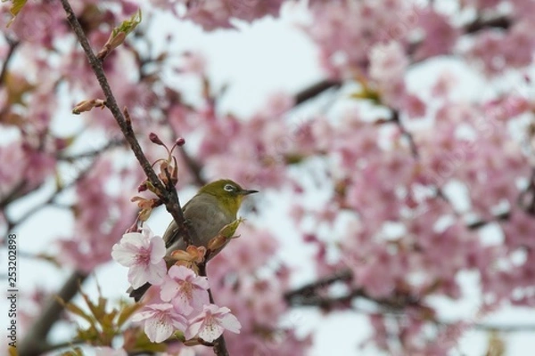 Fototapeta メジロ