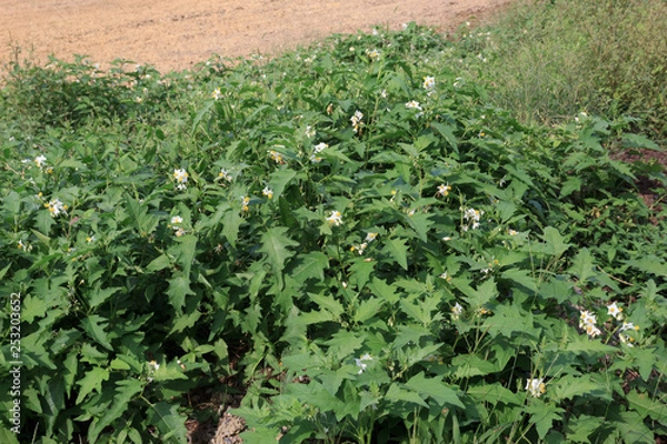 Obraz ワルナスビ