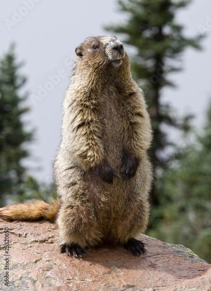 Fototapeta Hoary Marmot posing