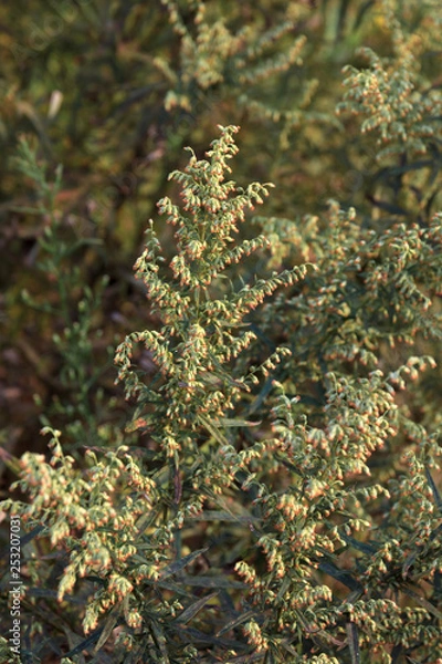 Obraz ヨモギの花