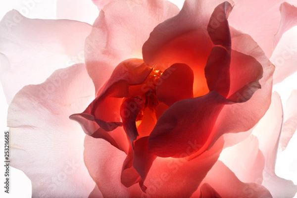 Fototapeta Backlit Flower